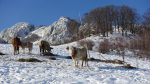 Sate risipite din Apuseni