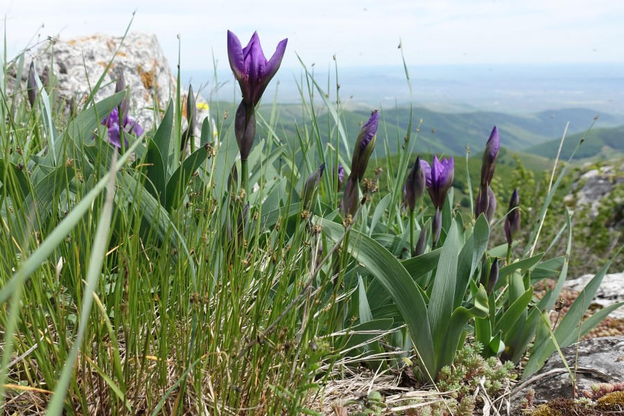 Piatra Craivii