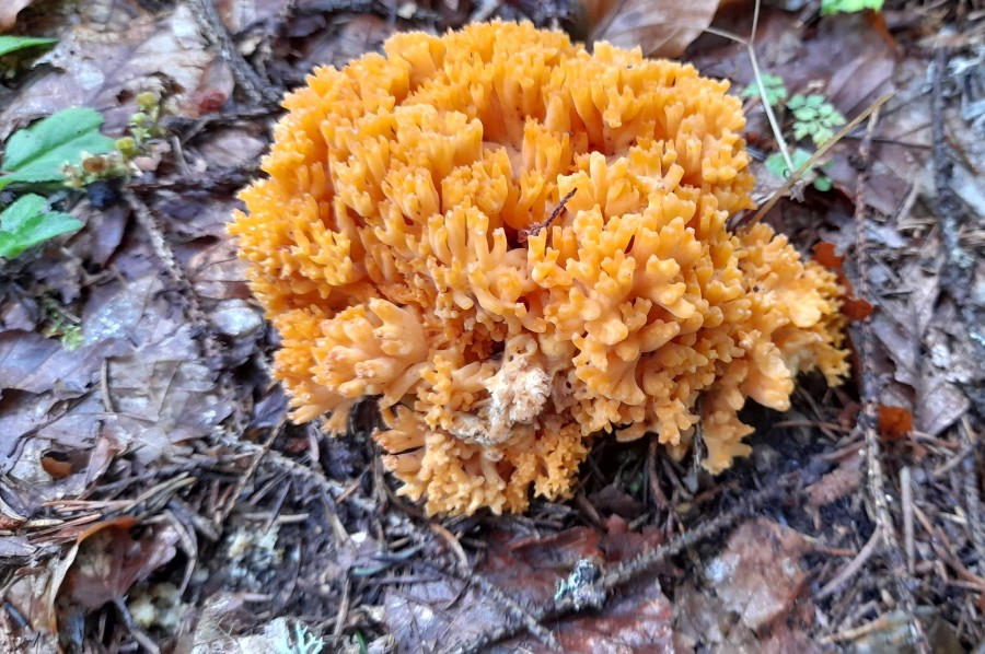 Identificare ciuperci